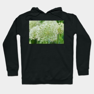 Allium karataviense  &#39;Ivory Queen&#39;  Kara Tau garlic Hoodie